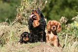 CAVALIER KING CHARLES 692